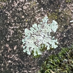 Protoparmeliopsis muralis