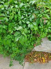 Parthenocissus inserta