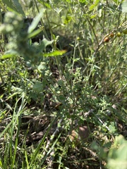 Chenopodium