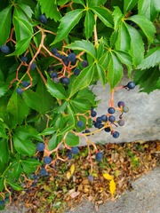 Parthenocissus inserta