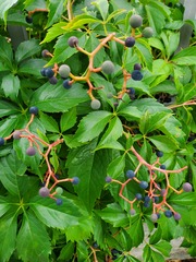 Parthenocissus inserta