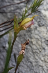 Disperis capensis brevicaudata