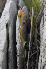 Disperis capensis brevicaudata