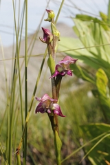 Disperis paludosa