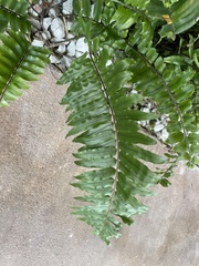 Nephrolepis exaltata