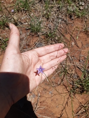 Wahlenbergia undulata