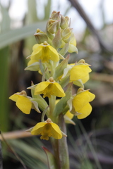 Pterygodium acutifolium