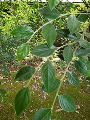 Cotoneaster franchetii