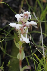 Satyrium pygmaeum