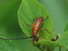 Oxymerus