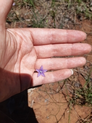 Wahlenbergia undulata