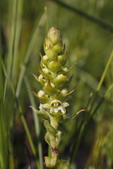 Satyrium retusum