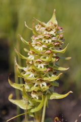 Satyrium retusum