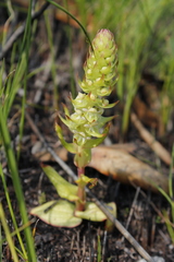 Satyrium retusum