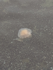 Phacellophora camtschatica