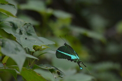 Papilio crino