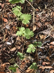 Vitis monticola