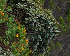 Monimia rotundifolia