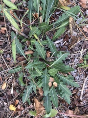 Engelmannia peristenia