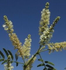 Senegalia bonariensis