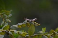 Limenitidinae