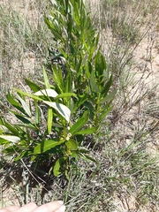 Fadogia homblei