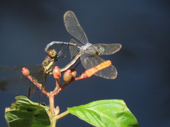 Odonata