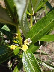 Fadogia homblei