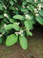 Cotoneaster pannosus