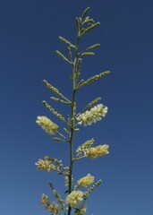 Senegalia bonariensis