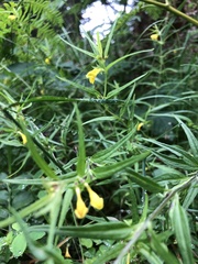 Melampyrum sylvaticum