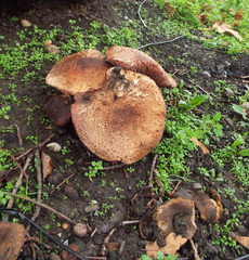 Tricholoma fracticum