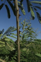 Senegalia bonariensis