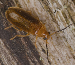 Conopalpus testaceus