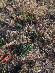 Limonium ramosissimum