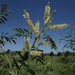 Senegalia bonariensis - Photo (c) betodema,  זכויות יוצרים חלקיות (CC BY-NC)