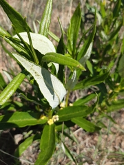 Fadogia homblei