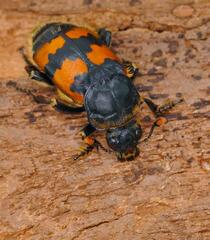 Nicrophorus vespillo