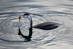 Gymnocephalus cernua