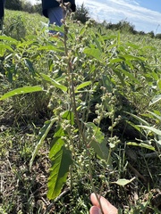 Chenopodium