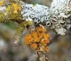 Teloschistes puber
