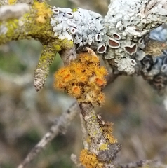 Teloschistes puber