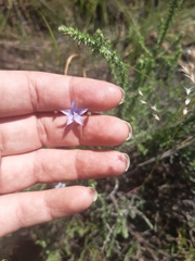 Wahlenbergia undulata