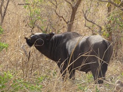 Syncerus caffer brachyceros