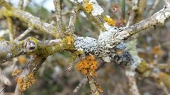 Teloschistes puber