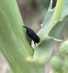 Membracidae