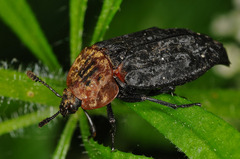 Oiceoptoma thoracicum