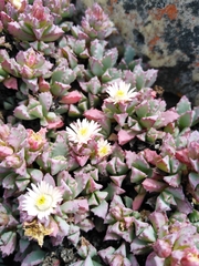 Oscularia deltoides