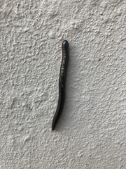 Julidae