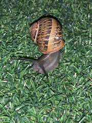 Cornu aspersum